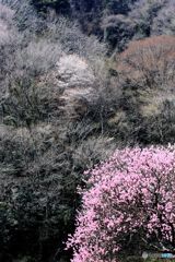 ハナモモ、そして　山桜