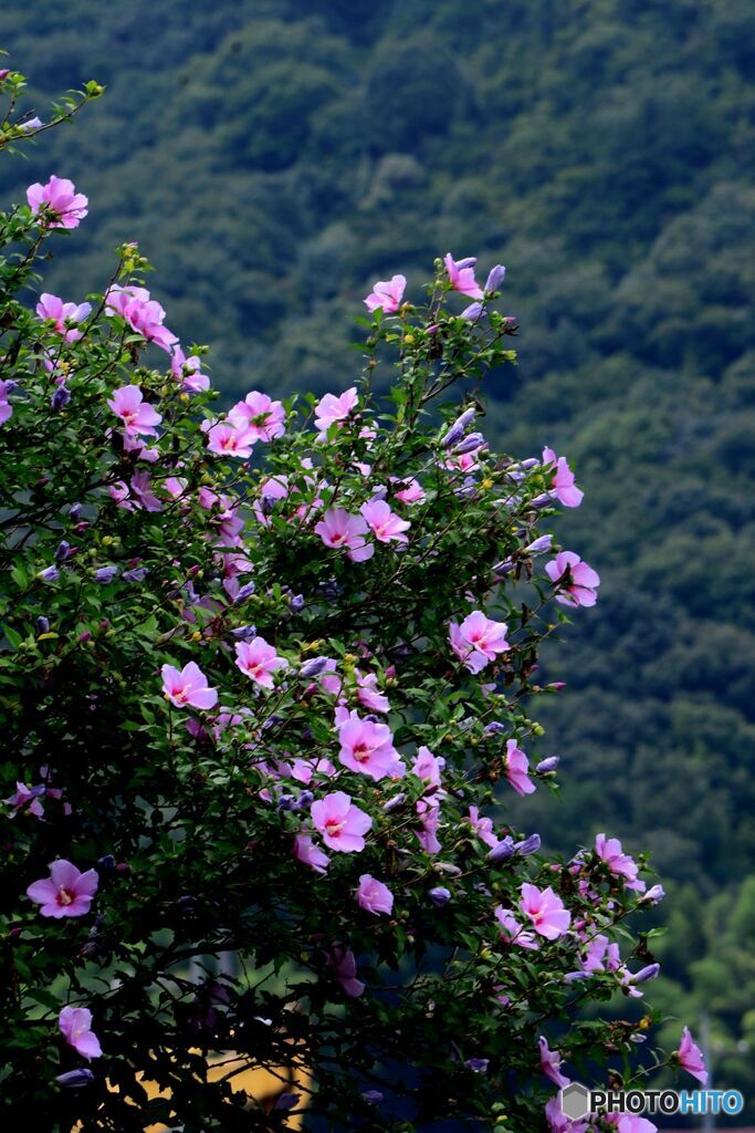木槿　咲く