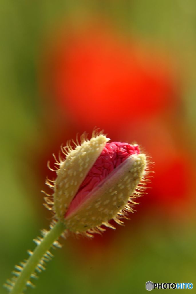 ポピー　　開花のはじまり