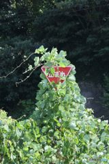 標識に絡む植物