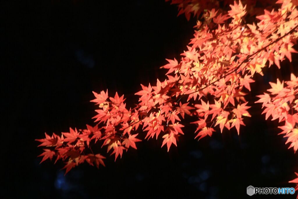 晩秋の彩
