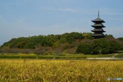 豊穣の水田　と　塔