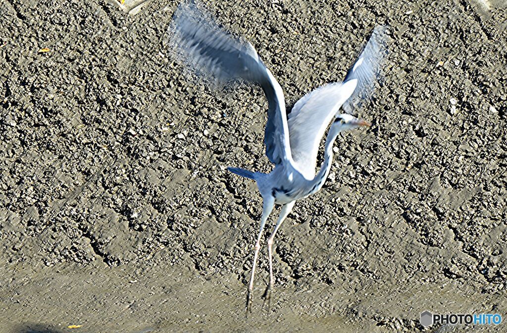 飛び立つアオサギ