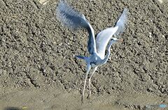 飛び立つアオサギ