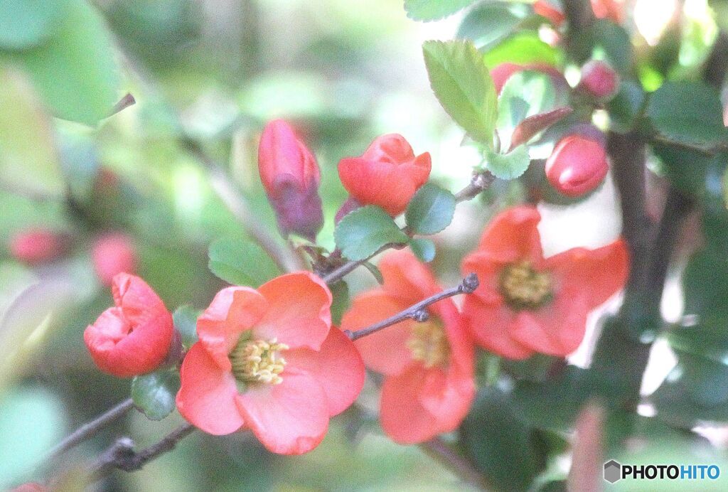 赤い木瓜の花