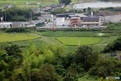 うらら　田の横を走る