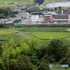 うらら　田の横を走る