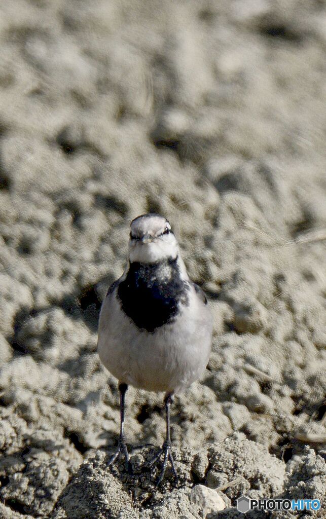 セキレイ君と目が合った