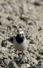 セキレイ君と目が合った