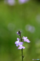 爽やかな風に揺れて