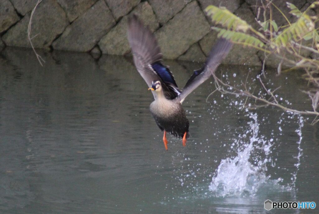 飛び立つカルガモ