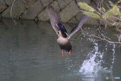 飛び立つカルガモ