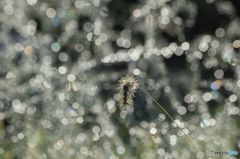 Backed by beads of the light