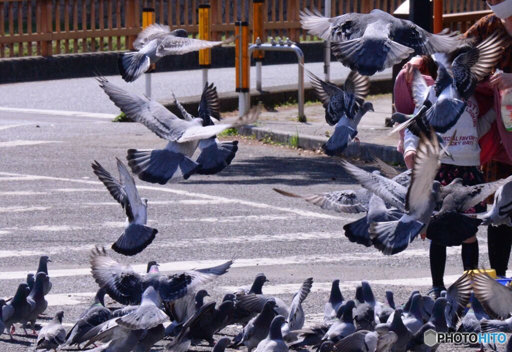 餌に集まる