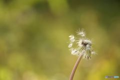 秋の深まり　花の終焉