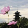 塔とコスモス