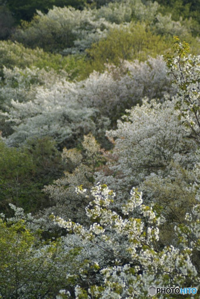 山桜