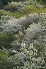 山桜