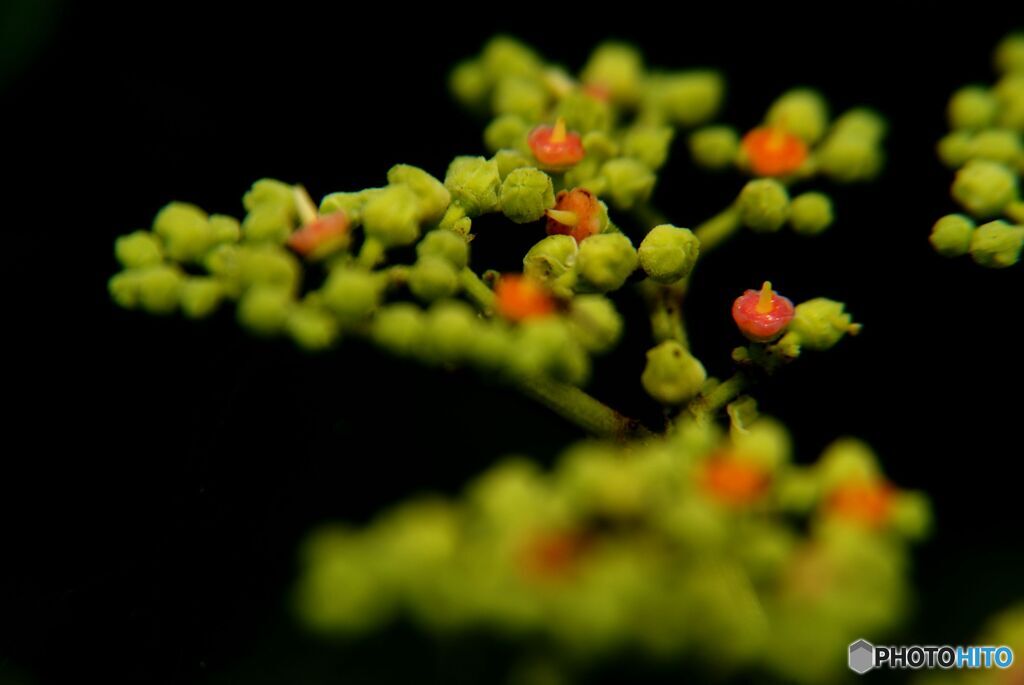 季節の花」ヤブカラシ