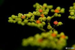 季節の花」ヤブカラシ
