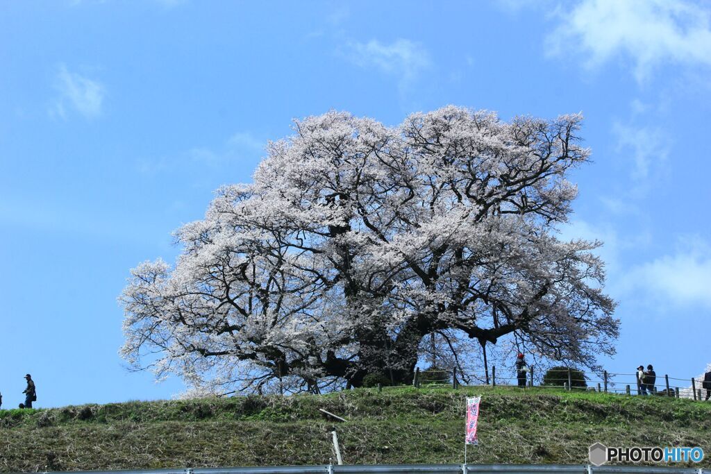 醍醐桜