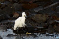 強い風に吹かれて