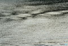 海面の芸術