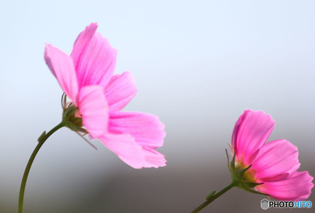風に吹かれて　秋桜　2輪