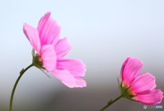 風に吹かれて　秋桜　2輪