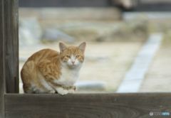 山門の猫