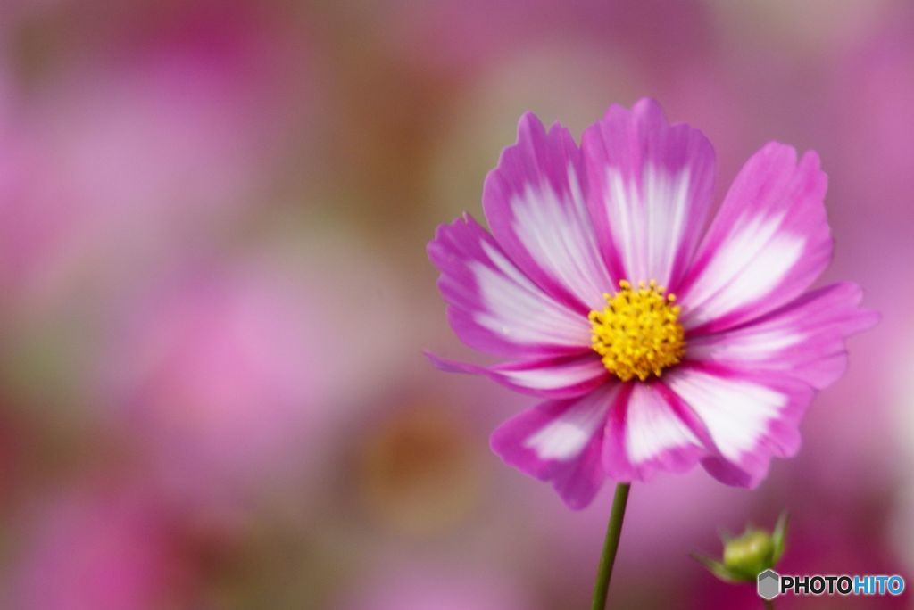 花の妖精
