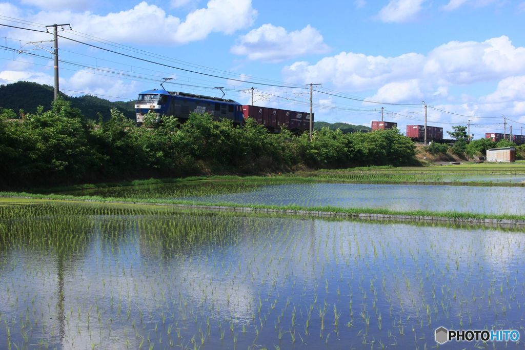 水田の横を行く