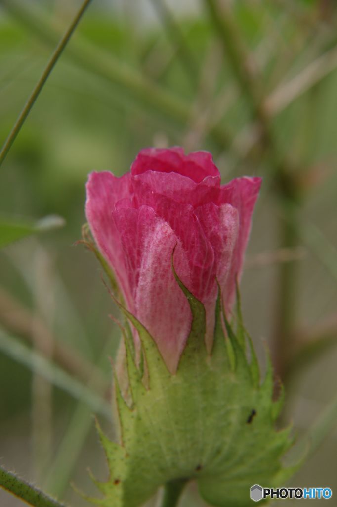 綿の花
