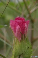 綿の花