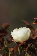 寒椿　　富士の嶺