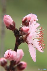 Peach blossom