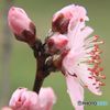 Peach blossom
