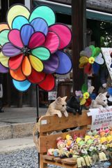 夏・倉敷　10　店先にて（アイビースエア敷地内のお店）