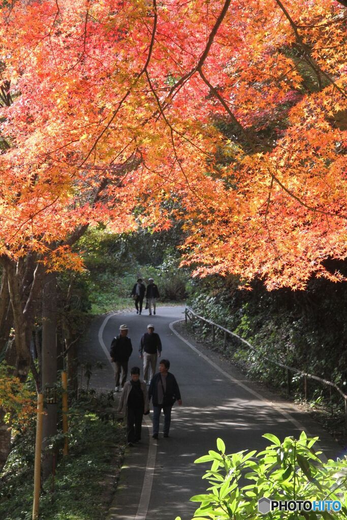 紅葉を見ながら歩く