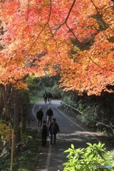 紅葉を見ながら歩く