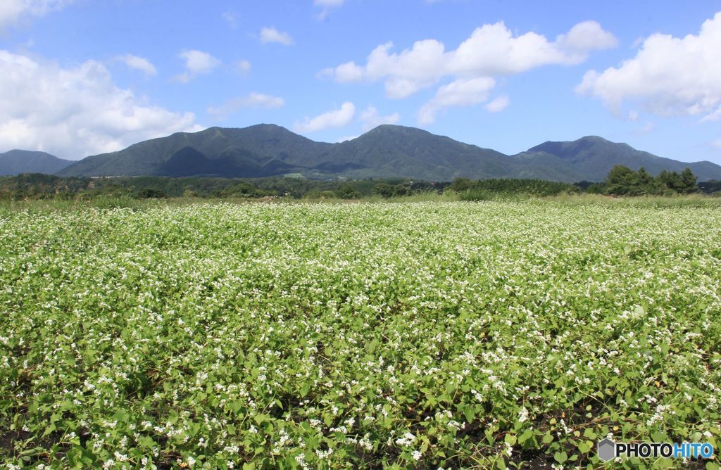 蕎麦畑　と　蒜山三座