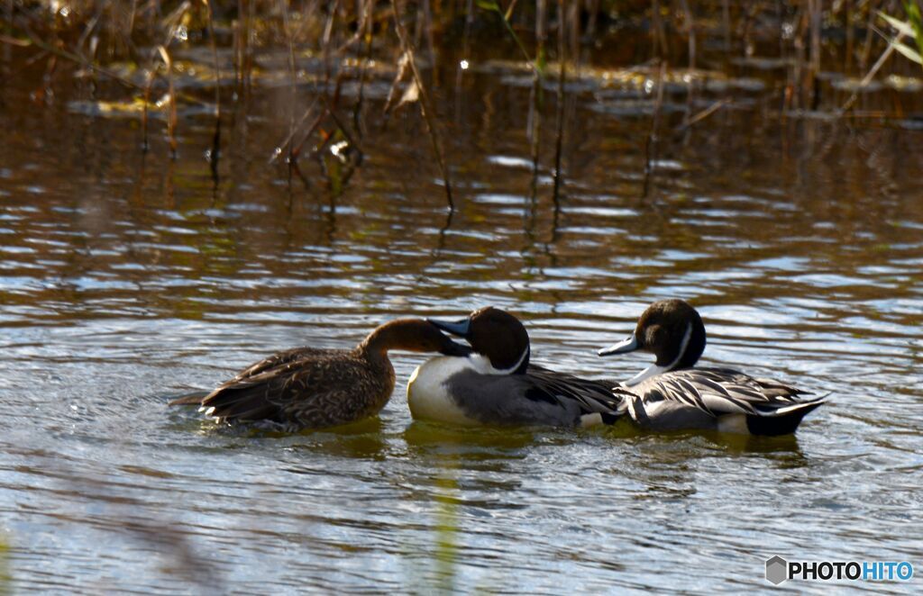 邪魔すんなよ！