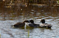 邪魔すんなよ！