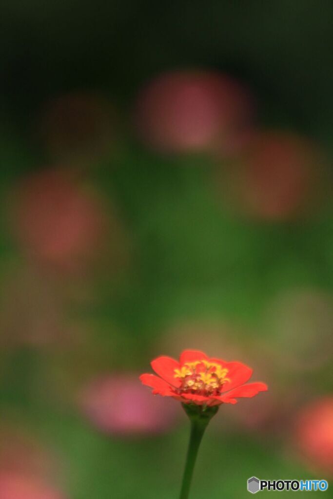 百日草