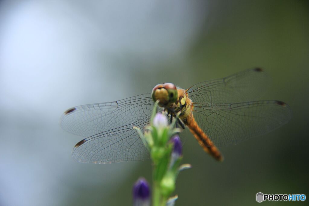 DORAGONFLY