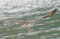 水中から飛び上がる