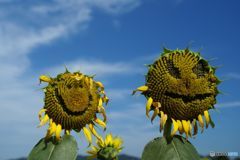 ヒマワリの終わりの日