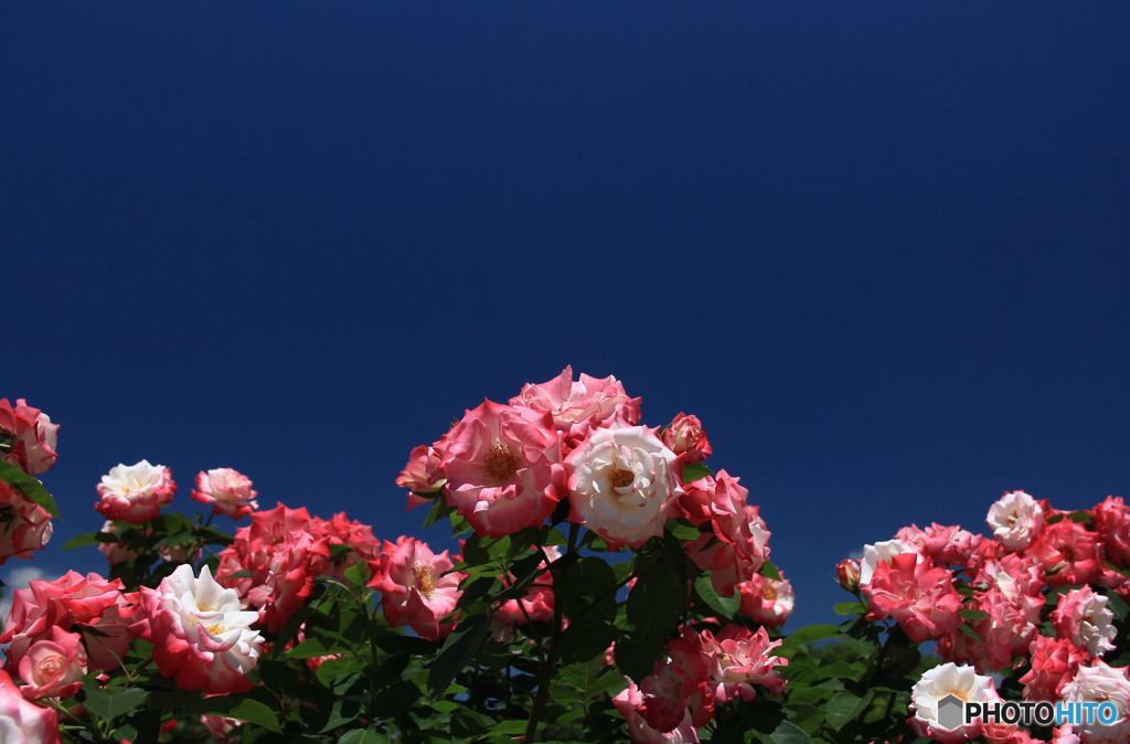 碧空
