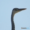 首長鳥