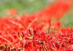 続く花の帯
